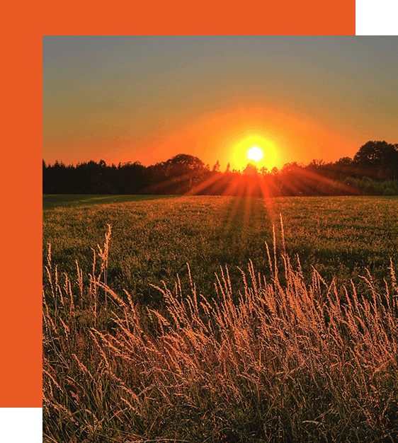 A field with grass and the sun setting in the background.