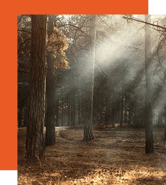 A forest with trees and sunlight coming through the trees.