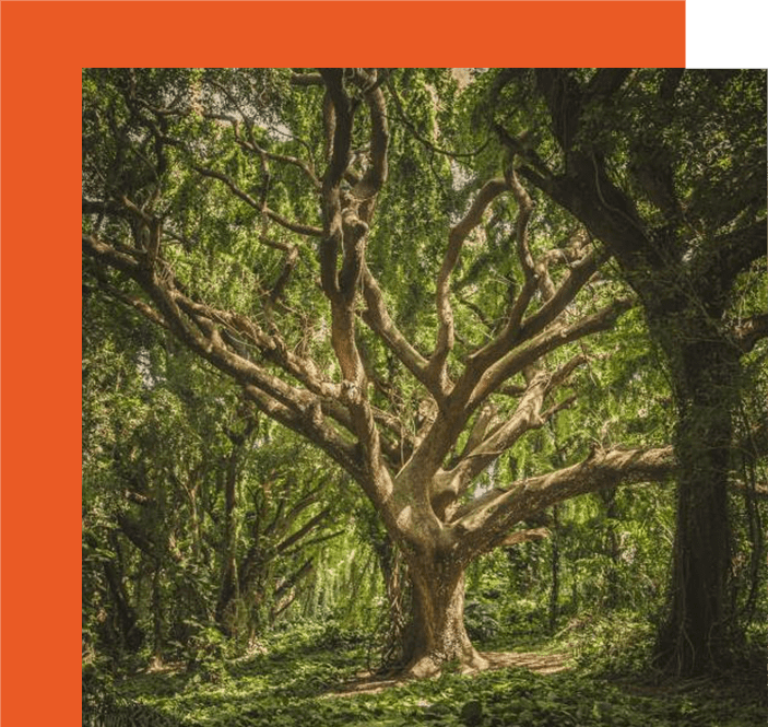 A tree with green leaves and a orange background